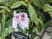 Hortenzijos, Pušys, Tujos,magnolijos, Kiti Augalai - nuotraukos Nr. 25