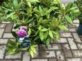 Hortenzijos, Pušys, Tujos,magnolijos, Kiti Augalai - nuotraukos Nr. 27