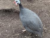 Parduodamos patarskos