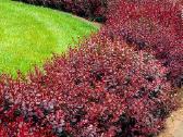 Gudobelės ir kiti nelepūs gyvatvoriniai augalai - nuotraukos Nr. 29