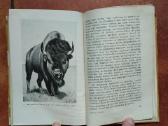 Pilkoji Pelėda "Girių piligrimai" 1958 metai - nuotraukos Nr. 7