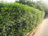 Ligustras