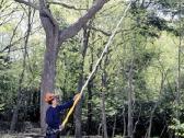 Kelmų Frezavimas Medžių pjovimas Šakų smulkinimas - nuotraukos Nr. 14