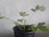 Kvapioji pelargonija ( Jeronimas) - nuotraukos Nr. 2