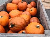 Moliūgai Helloween sėklos, daigeliai