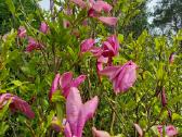Magnolijos - nuotraukos Nr. 14