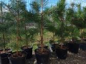 Juodosios Nigra ir kalnų pušys bonsai vazonuose