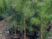 Juodosios Nigra ir kalnų pušys bonsai vazonuose - nuotraukos Nr. 17