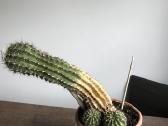 Kaktusas