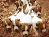 Džeko Raselo terjerai - Jack Russell terrier - nuotraukos Nr. 4