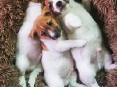 Džeko Raselo terjerai - Jack Russell terrier - nuotraukos Nr. 3