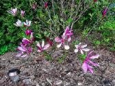 Magnolijos 4v. - nuotraukos Nr. 23