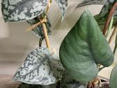 Epipremnum Silver Lady karpiniai