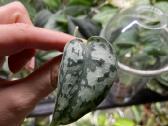 Epipremnum Silver Lady karpiniai - nuotraukos Nr. 3