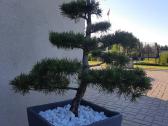 Bonsai medeliai, formuotos pušys, spygliuočiai, - nuotraukos Nr. 3