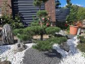 Bonsai medeliai, formuotos pušys, spygliuočiai, - nuotraukos Nr. 4