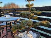 Bonsai medeliai, formuotos pušys, spygliuočiai, - nuotraukos Nr. 5