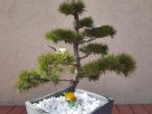Bonsai medeliai, formuotos pušys, spygliuočiai, - nuotraukos Nr. 6