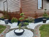 Bonsai medeliai, formuotos pušys, spygliuočiai, - nuotraukos Nr. 8