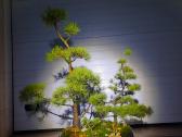 Bonsai medeliai, formuotos pušys, spygliuočiai, - nuotraukos Nr. 9