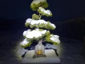 Bonsai medeliai, formuotos pušys, spygliuočiai, - nuotraukos Nr. 10