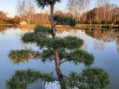 Bonsai medeliai, formuotos pušys, spygliuočiai, - nuotraukos Nr. 11