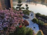 Bonsai medeliai, formuotos pušys, spygliuočiai, - nuotraukos Nr. 13
