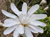 Magnolijos - nuotraukos Nr. 5