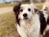 Guru - nuotraukos Nr. 6