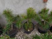 Gudobelės ir kiti nelepūs gyvatvoriniai augalai - nuotraukos Nr. 37