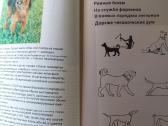 Knyga. Žodis apie šunį - nuotraukos Nr. 4