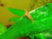 Skaidrios krevetes Red Cherry