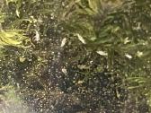 Kolembolos (Springtails) - nuotraukos Nr. 3