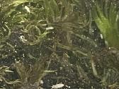 Kolembolos (Springtails) - nuotraukos Nr. 2