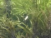 Kolembolos (Springtails)