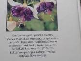 Trys knygos apie kambarines, šiltnamių gėles, tulp - nuotraukos Nr. 3