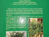 Kambarinių augalų žinynas - nuotraukos Nr. 4