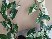 Syngonium Amerald Gem kolekcinis augalas.arba Alba - nuotraukos Nr. 2