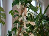 Syngonium Alba