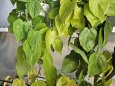 Philodendron Lemon Lime karpiniai