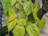 Philodendron Lemon Lime karpiniai - nuotraukos Nr. 2
