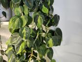 Philodendron Brasil karpiniai - nuotraukos Nr. 2