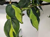 Philodendron Brasil karpiniai
