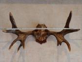Briedžio ragai, 93 x 50.3 x 34.6 cm, 5.5 kg - nuotraukos Nr. 2