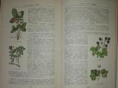1350. Целебные Кладовые Природы Стекольников Л. И - nuotraukos Nr. 6