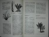 1351. Аквариумные Растения Жланов В. С. - nuotraukos Nr. 4