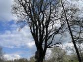 Vienkiemis su mišku 3,4 h, Klibiu k., Klaipėdos r - nuotraukos Nr. 5