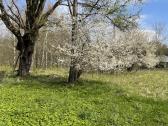 Vienkiemis su mišku 3,4 h, Klibiu k., Klaipėdos r - nuotraukos Nr. 11