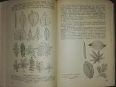 1362. Botanika Purvinas I. - nuotraukos Nr. 2
