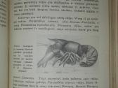 1374. Gyvoji Gamta Ir Mes Šivickis P. - nuotraukos Nr. 7